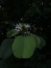 Bauhinia divaricata
