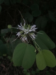 Bauhinia divaricata