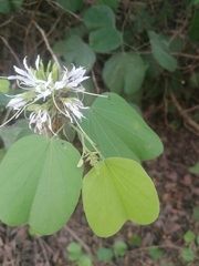 Bauhinia divaricata