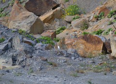 Oryctolagus cuniculus