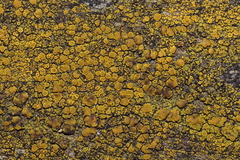 Flavoplaca citrina