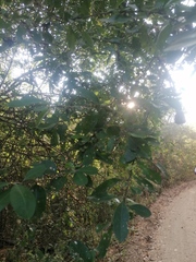 Achatocarpus oaxacanus