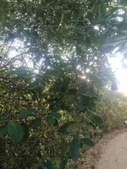 Achatocarpus oaxacanus