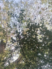 Achatocarpus oaxacanus