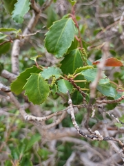 Azara petiolaris