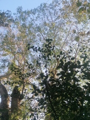 Achatocarpus oaxacanus