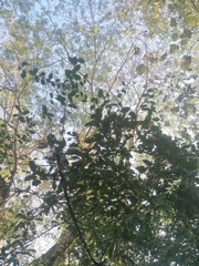 Achatocarpus oaxacanus