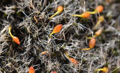 Grimmia orbicularis