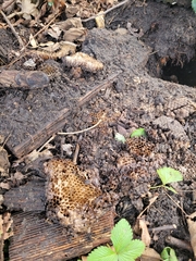 Vespula vulgaris