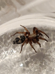 Sergiolus