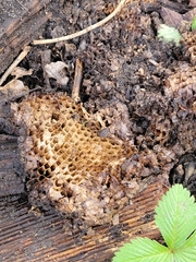 Vespula vulgaris