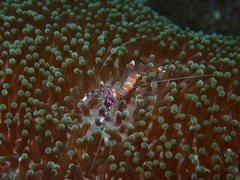 Ancylomenes sarasvati