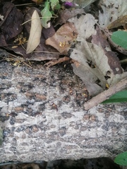 Eciton burchellii parvispinum