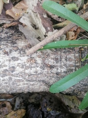 Eciton burchellii parvispinum