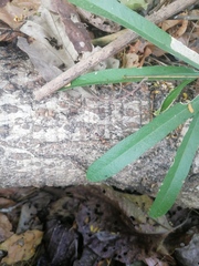 Eciton burchellii parvispinum