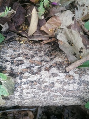 Eciton burchellii parvispinum