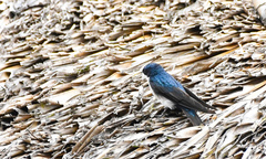 Pygochelidon cyanoleuca