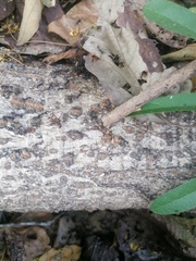Eciton burchellii parvispinum