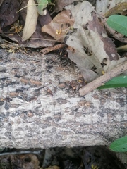 Eciton burchellii parvispinum