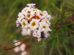 Heliotropium stenophyllum