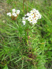 Heliotropium stenophyllum