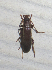 Sparedrus aspersus