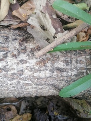 Eciton burchellii parvispinum