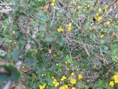 Berberis actinacantha