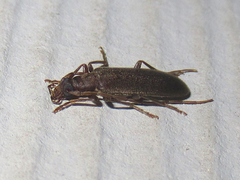 Sparedrus aspersus