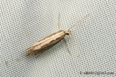 Ypsolopha leuconotella