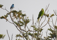 Psittacara leucophthalmus