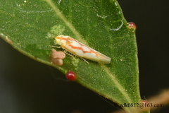 Zygina yamashiroensis