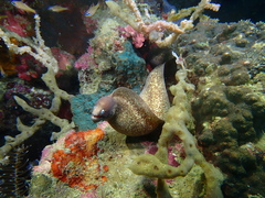 Gymnothorax thyrsoideus