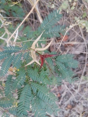 Vachellia cornigera