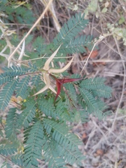 Vachellia cornigera