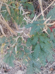 Vachellia cornigera