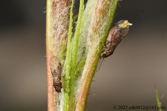Cacopsylla chinensis