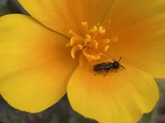 Micralictoides ruficaudus