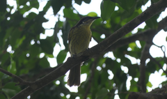 Gavicalis versicolor