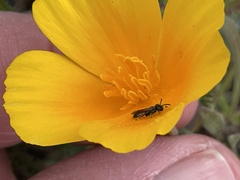 Micralictoides ruficaudus