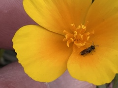 Micralictoides ruficaudus