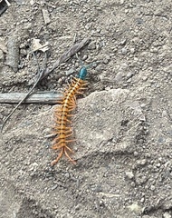 Scolopendra dehaani