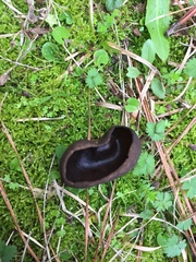 Pseudoplectania nigrella