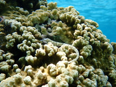 Corythoichthys intestinalis