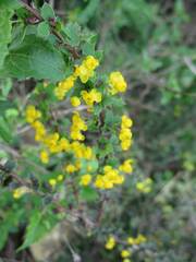 Berberis actinacantha