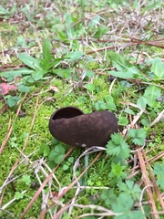 Pseudoplectania nigrella