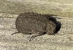 Trogidae