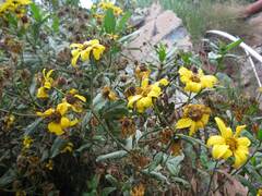 Flourensia thurifera