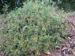 Colliguaja odorifera