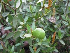 Colliguaja odorifera